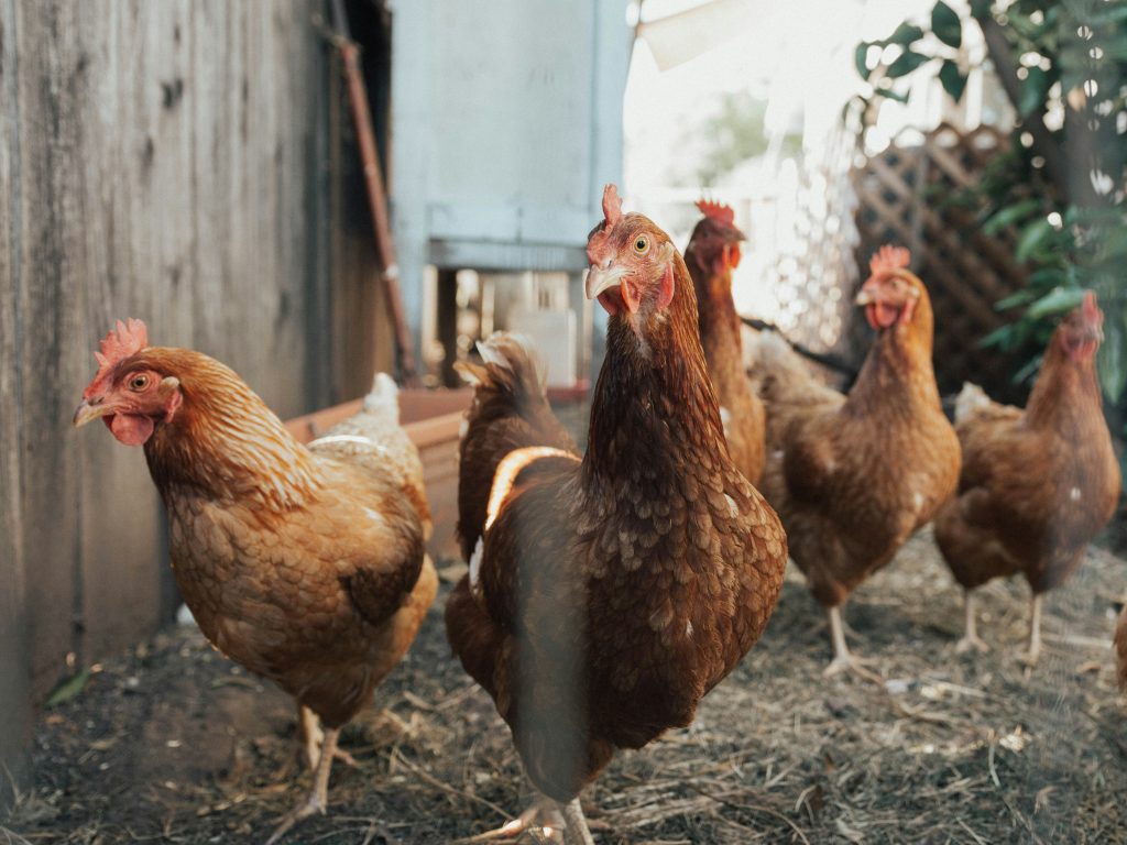 Are Chickens Pets? Homeowners Association Pet Restrictions Brought to Legal Battle over Poultry in Sleepy Hollow Subdivision